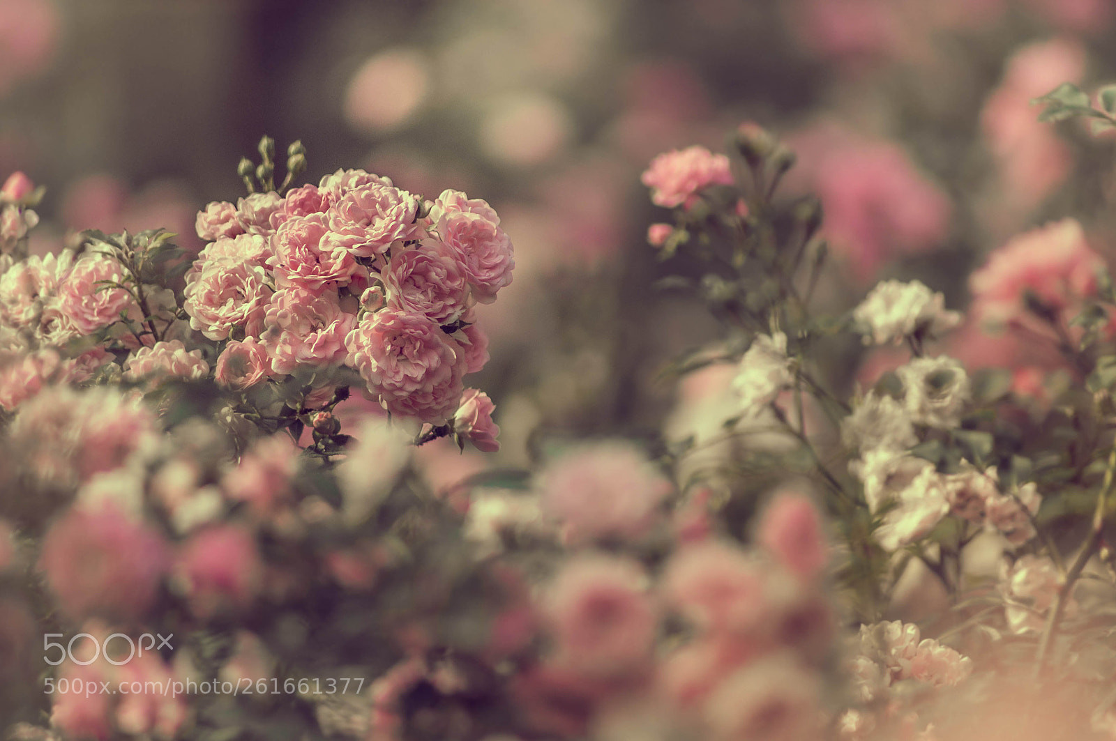 Nikon D90 sample photo. In my garden. photography