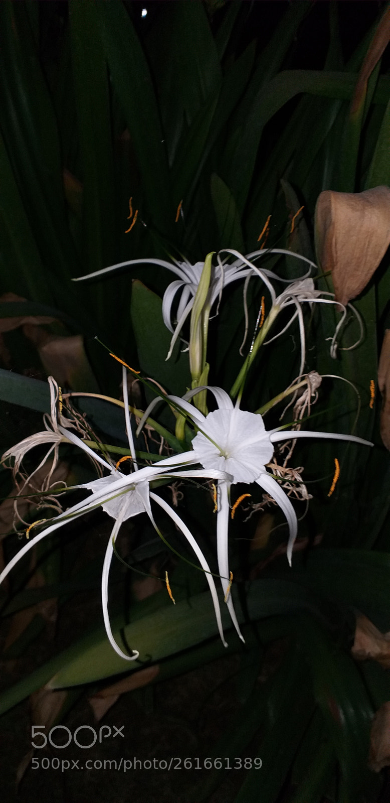 Samsung Galaxy A6+ sample photo. Flower in night photography