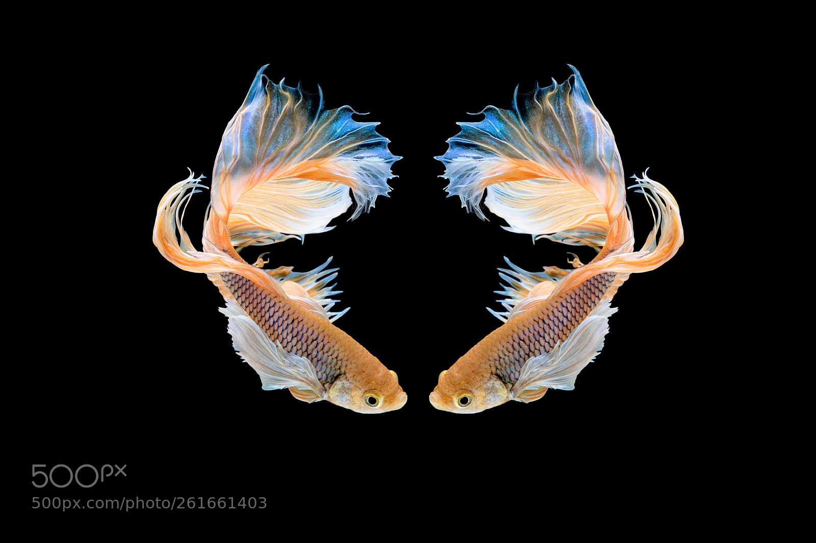 Canon EOS 6D Mark II sample photo. Halfmoon betta beautiful fish photography