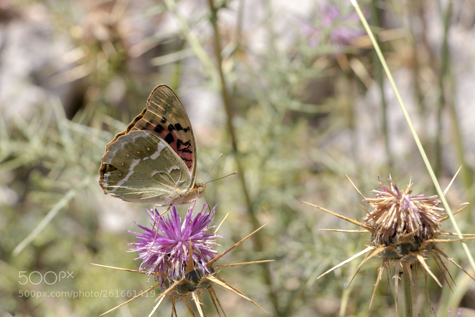 Canon EOS 80D sample photo. Wings of a butterfly #2 photography