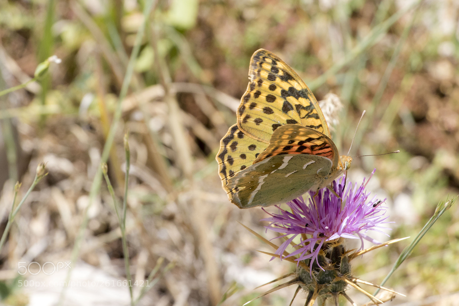 Canon EOS 80D sample photo. Wings of a butterfly #1 photography