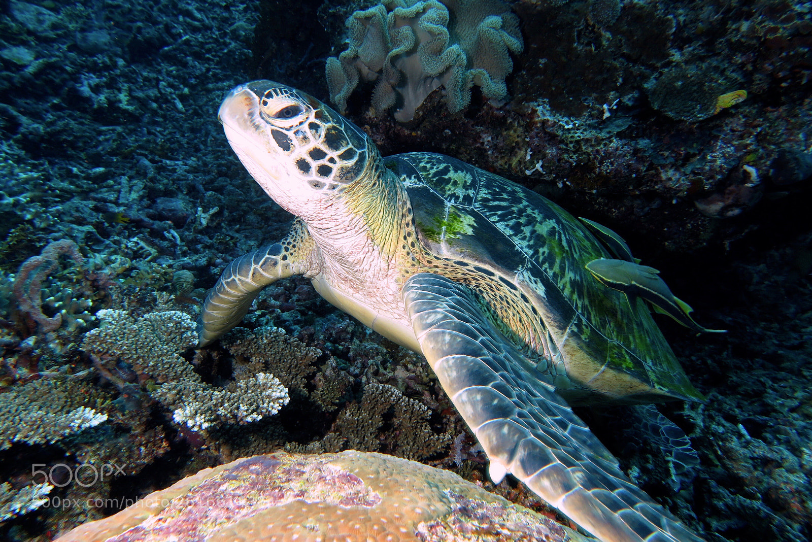 Canon PowerShot G1 X Mark II sample photo. Turtless photography