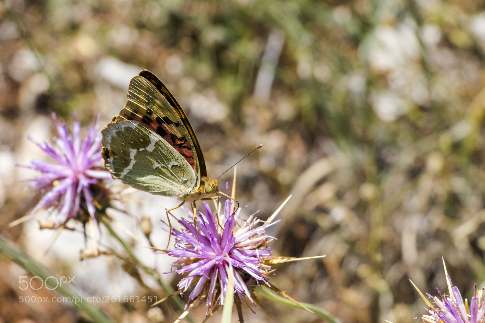Canon EOS 80D sample photo. Wings of a butterfly  #3 photography