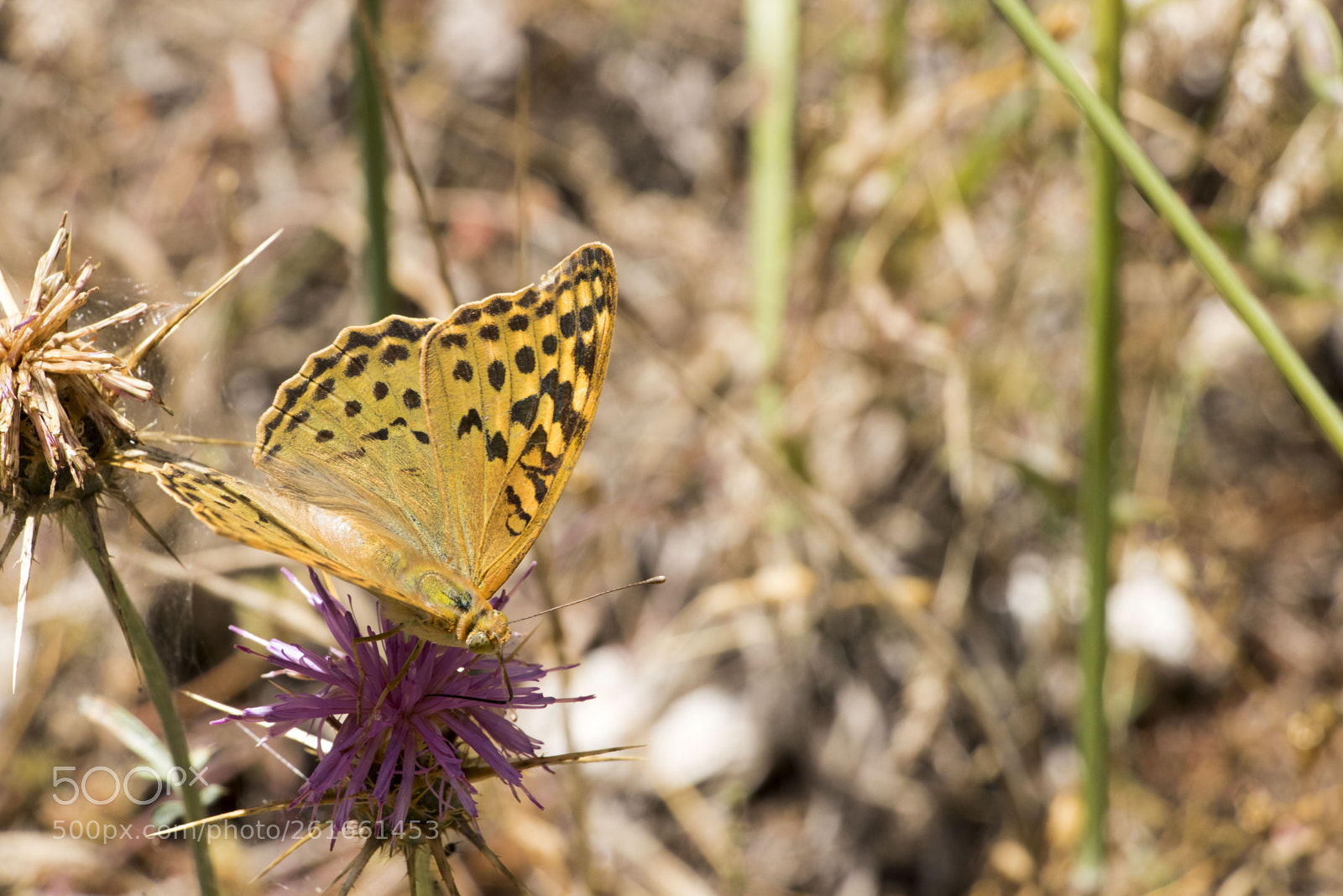 Canon EOS 80D sample photo. Wings of a butterfly  #4 photography