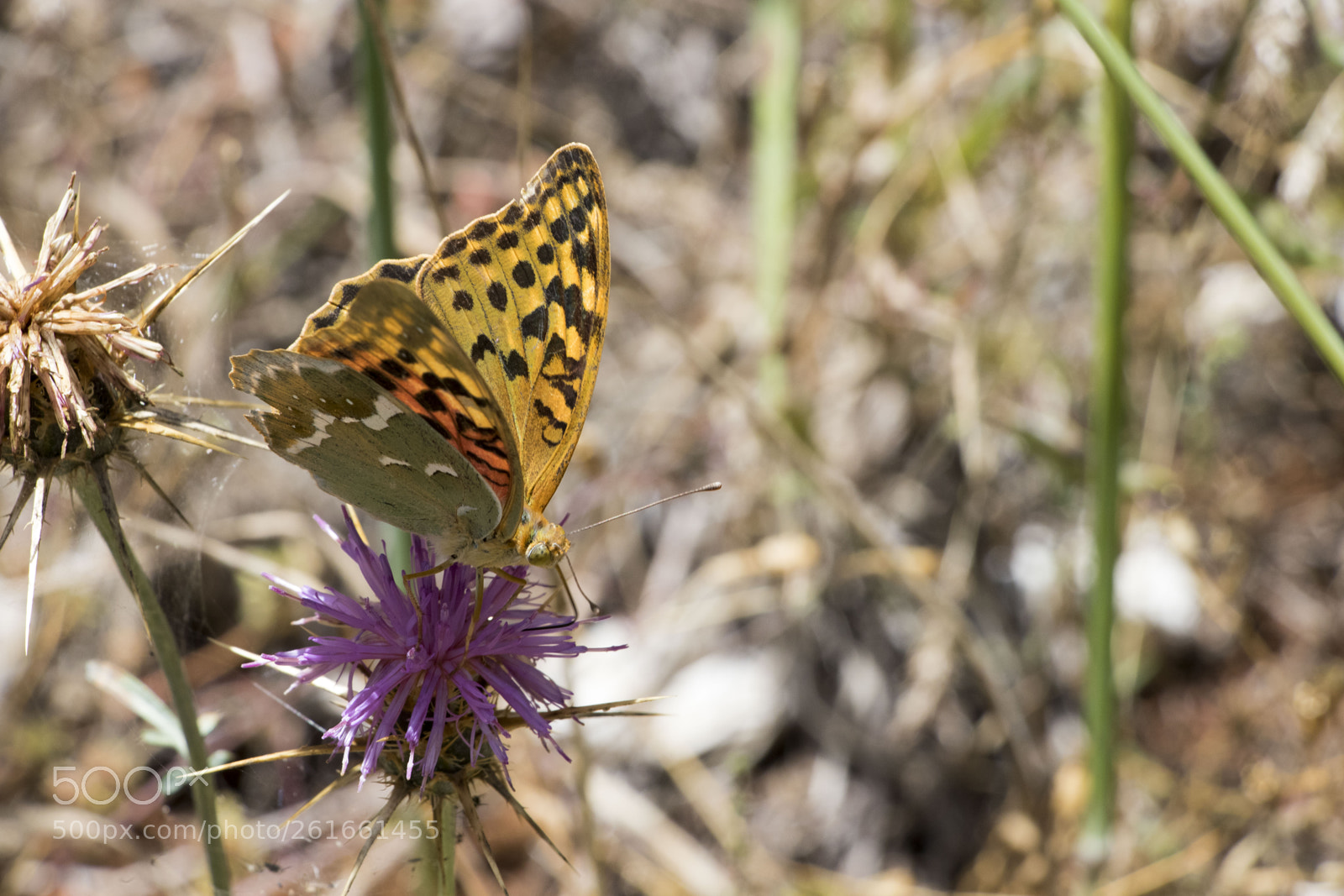 Canon EOS 80D sample photo. Wings of a butterfly #5 photography