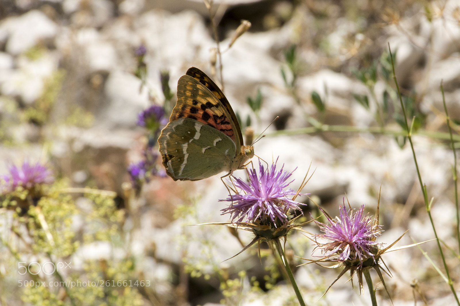 Canon EOS 80D sample photo. Wings of a butterfly  #6 photography