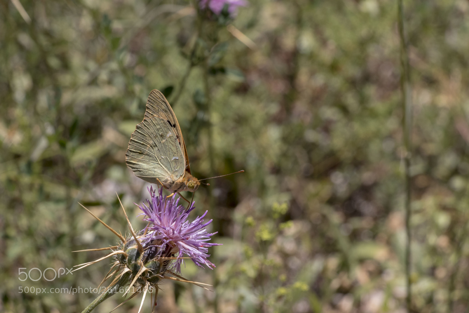 Canon EOS 80D sample photo. Wings of a butterfly  #7 photography