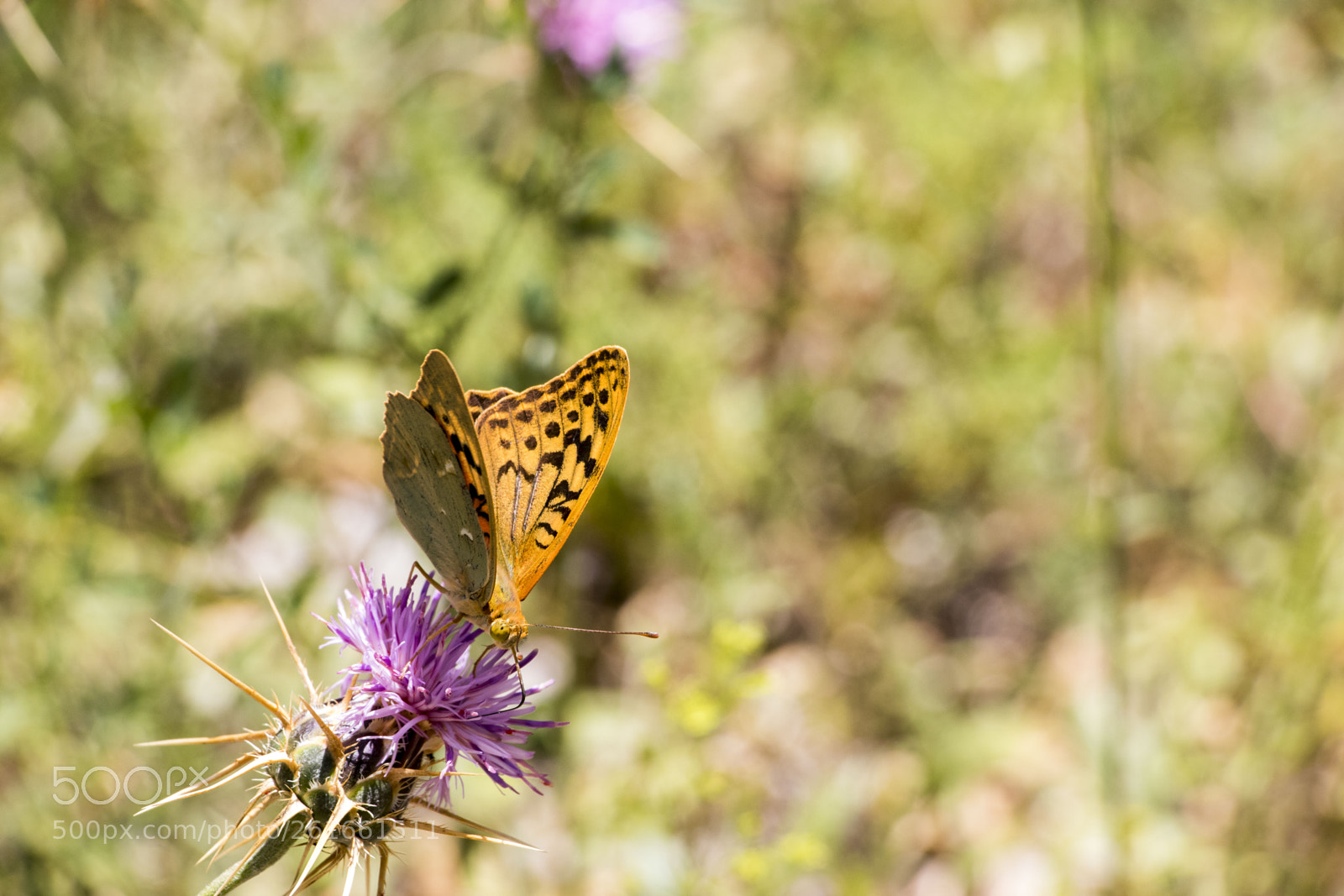 Canon EOS 80D sample photo. Wings of a butterfly #8 photography