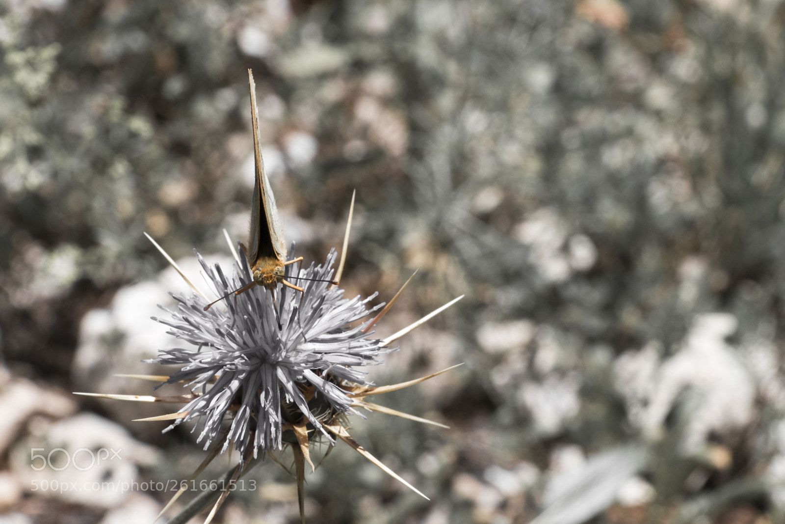 Canon EOS 80D sample photo. Wings of a butterfly #9 photography