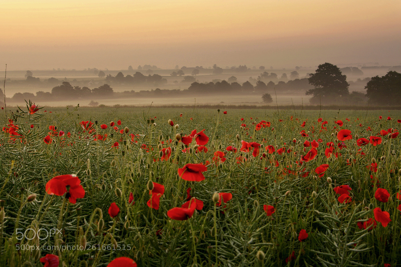 Nikon D7100 sample photo. Poppy fields photography