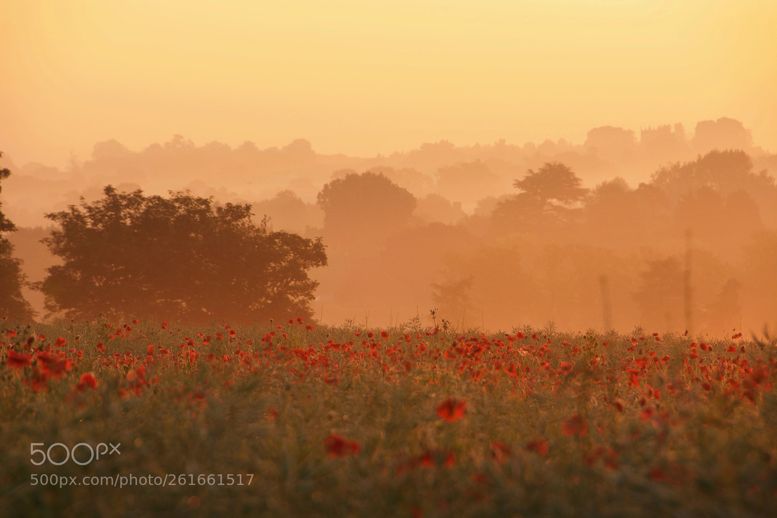 Nikon D7100 sample photo. Poppy fields photography