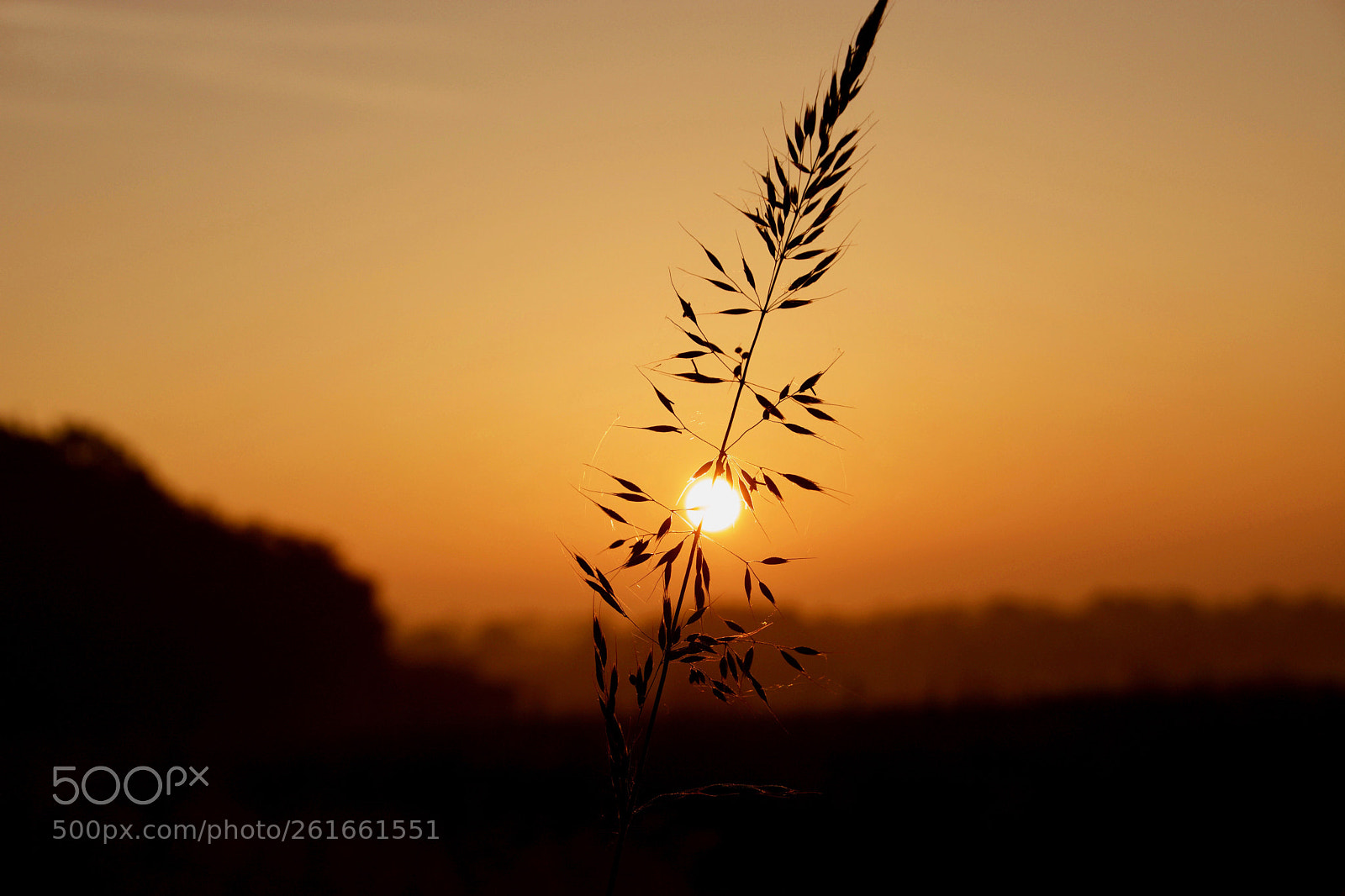 Nikon D7100 sample photo. Poppy fields photography