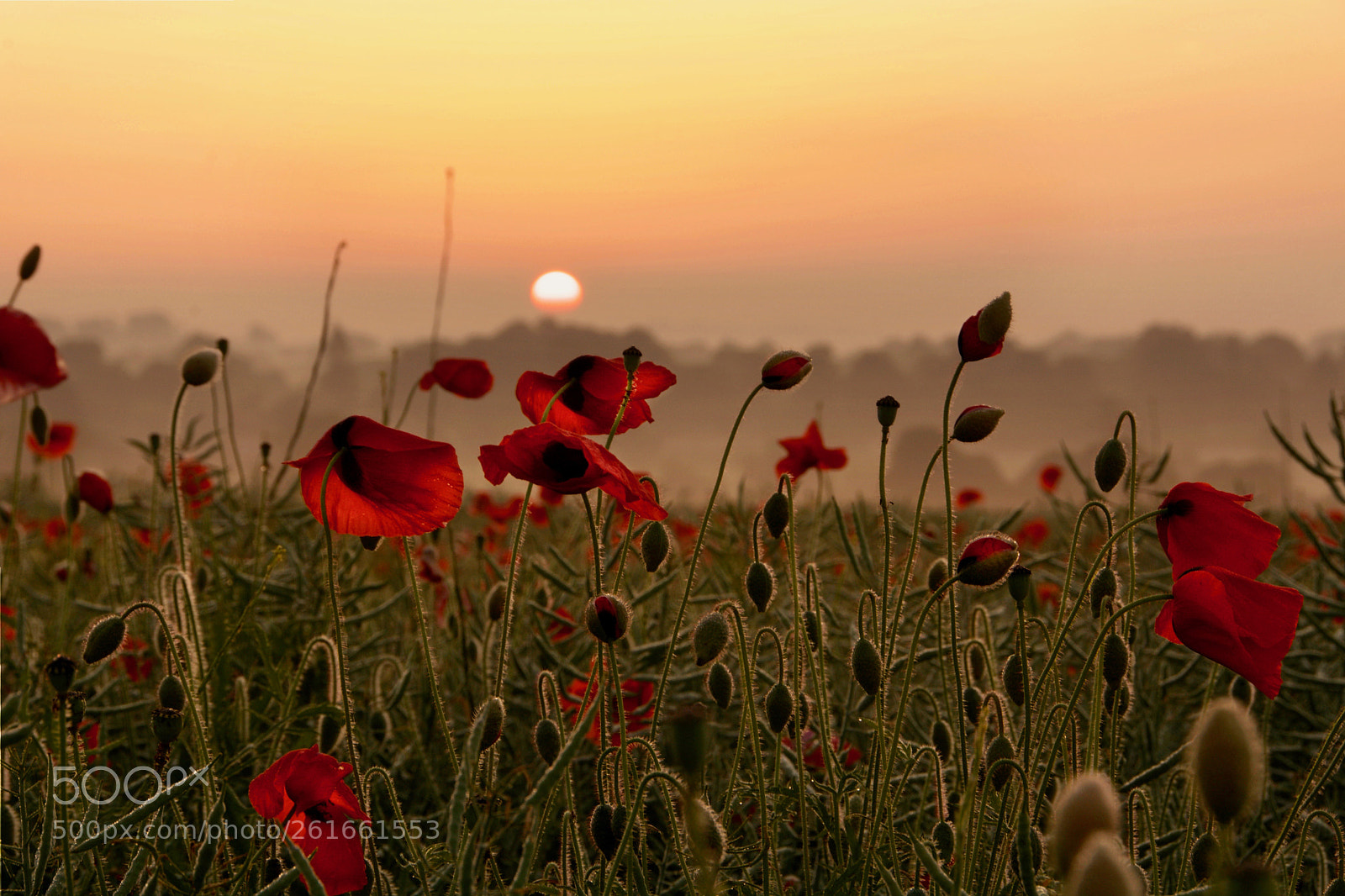 Nikon D7100 sample photo. Poppy fields photography