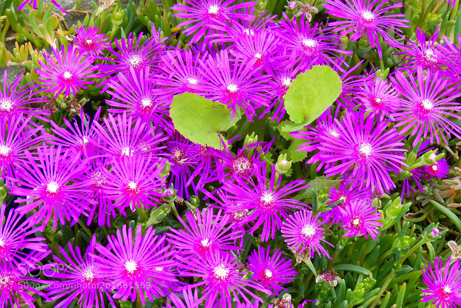 Panasonic Lumix DMC-FZ200 sample photo. Explosion florale photography