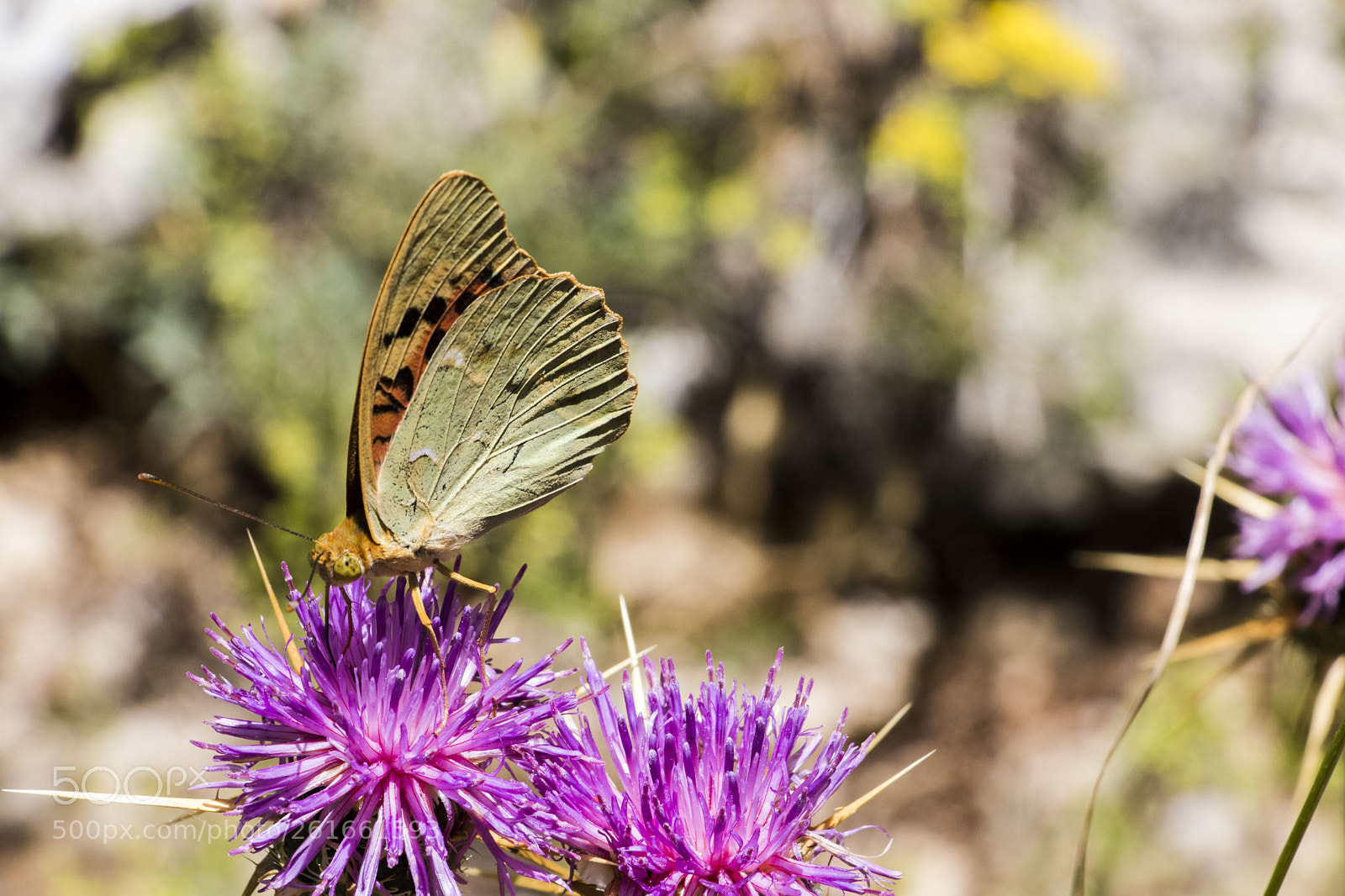 Canon EOS 80D sample photo. Wings of a butterfly #10 photography