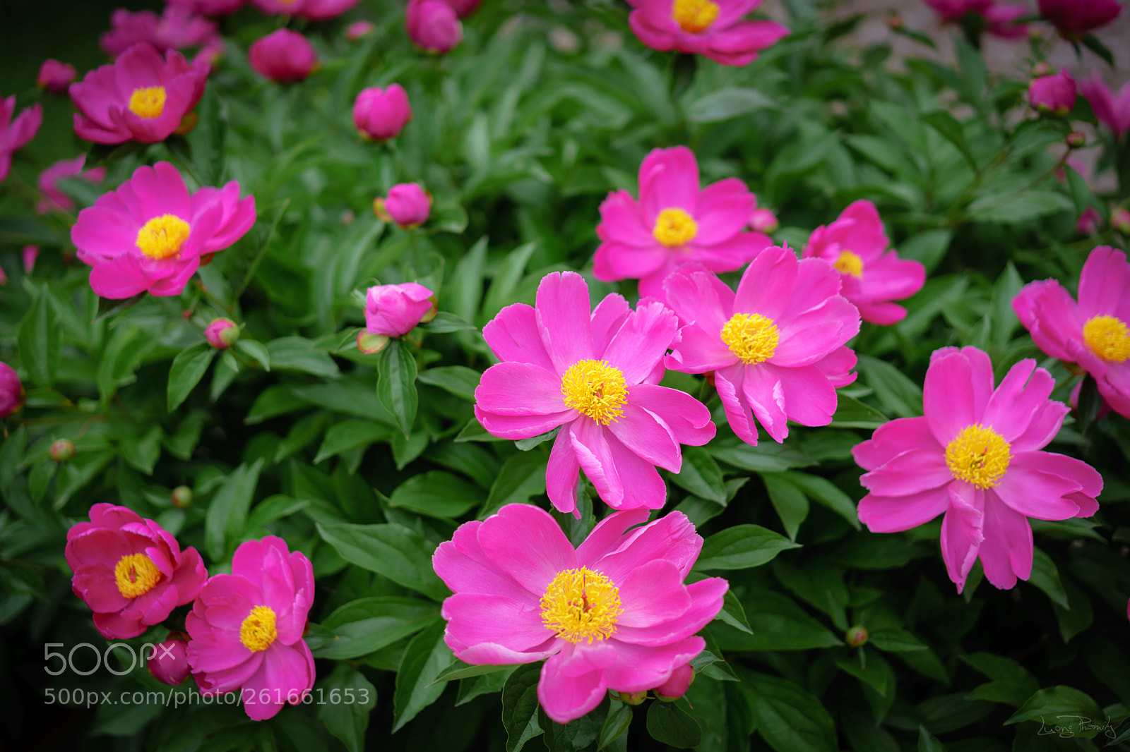 Sony a7 sample photo. Peonies photography