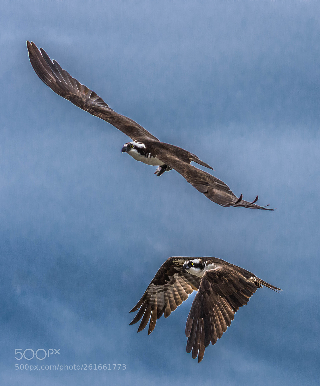 Nikon D7200 sample photo. Osprey vs osprey photography