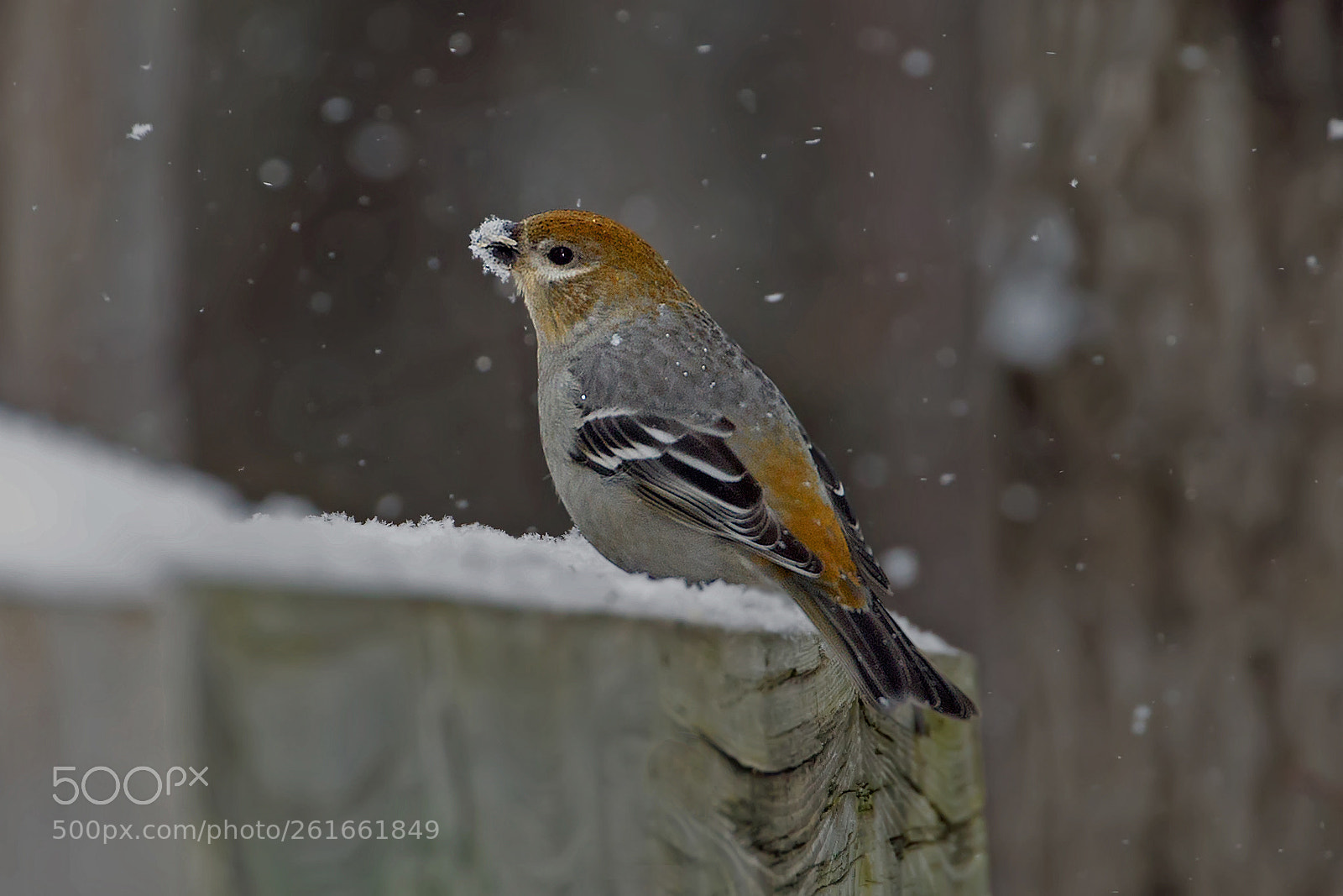 Canon EOS-1D Mark IV sample photo. Pine grosbeak 9057 photography