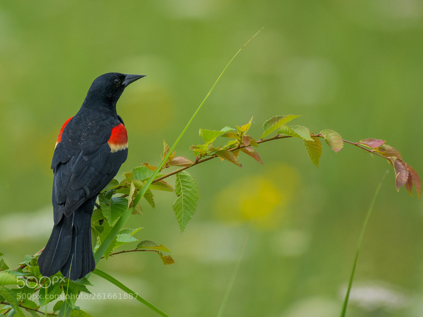 Nikon D7100 sample photo. Red-winged blackbird photography