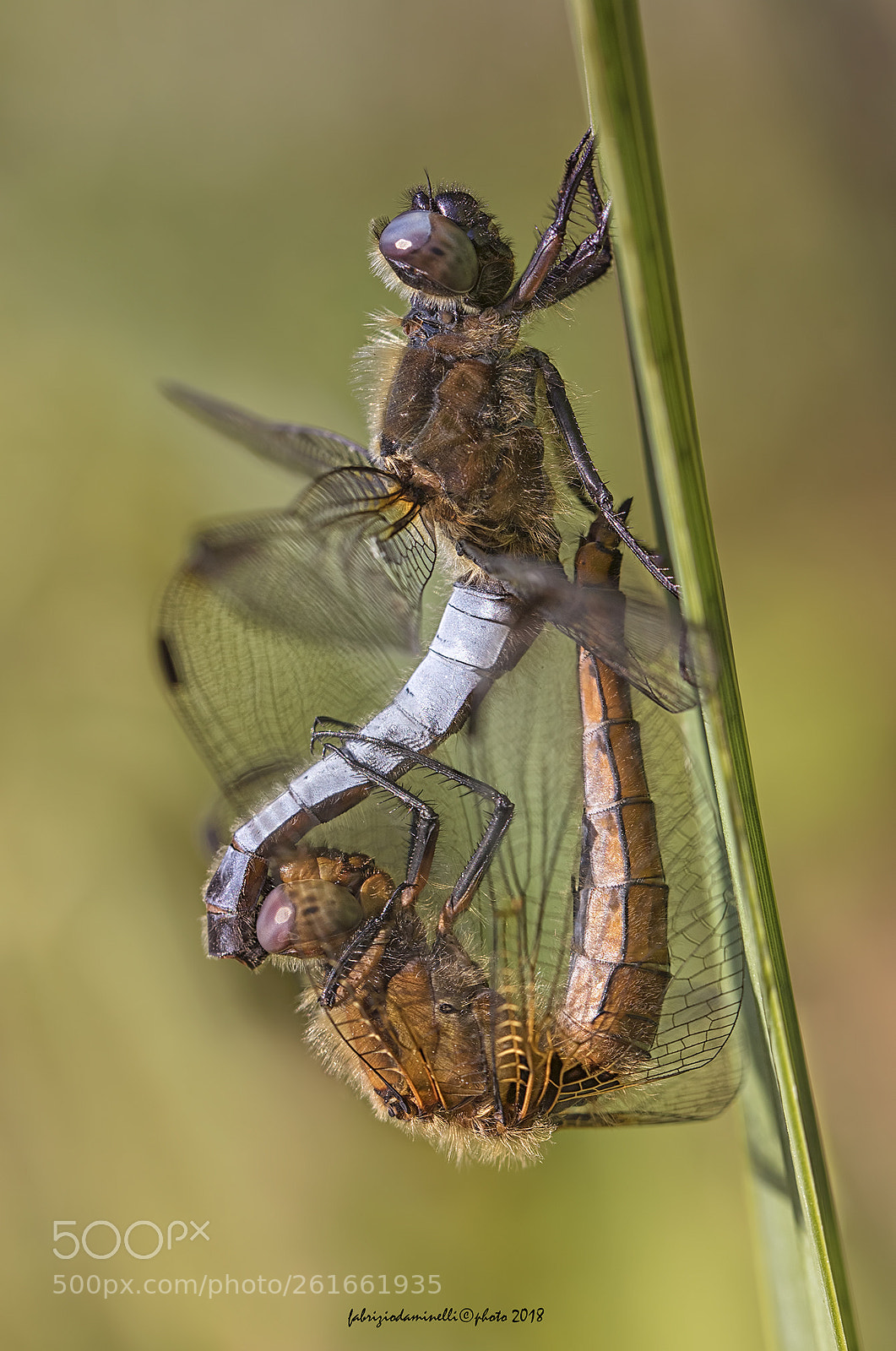 Canon EOS 7D Mark II sample photo. Scarce chaser - mating photography