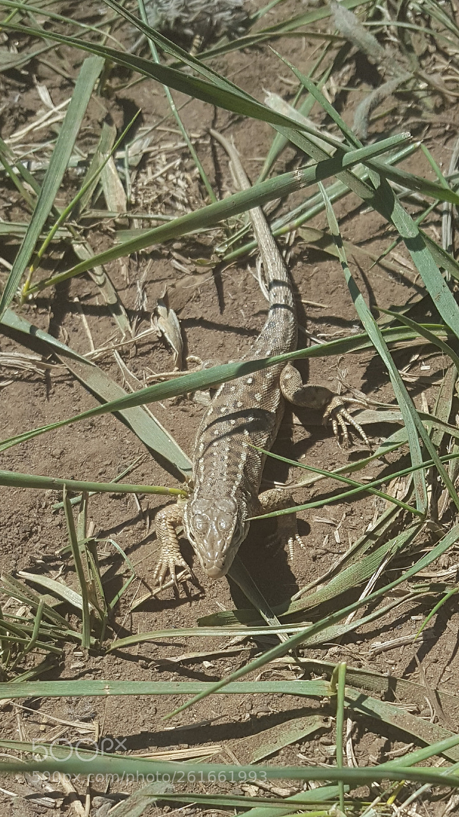 Samsung Galaxy S6 sample photo. Salamander photography