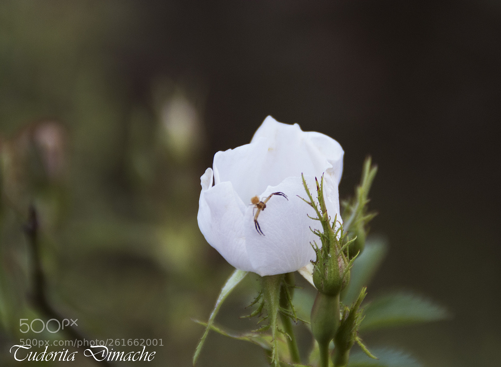 Nikon D7100 sample photo. Visiting the wild rose photography