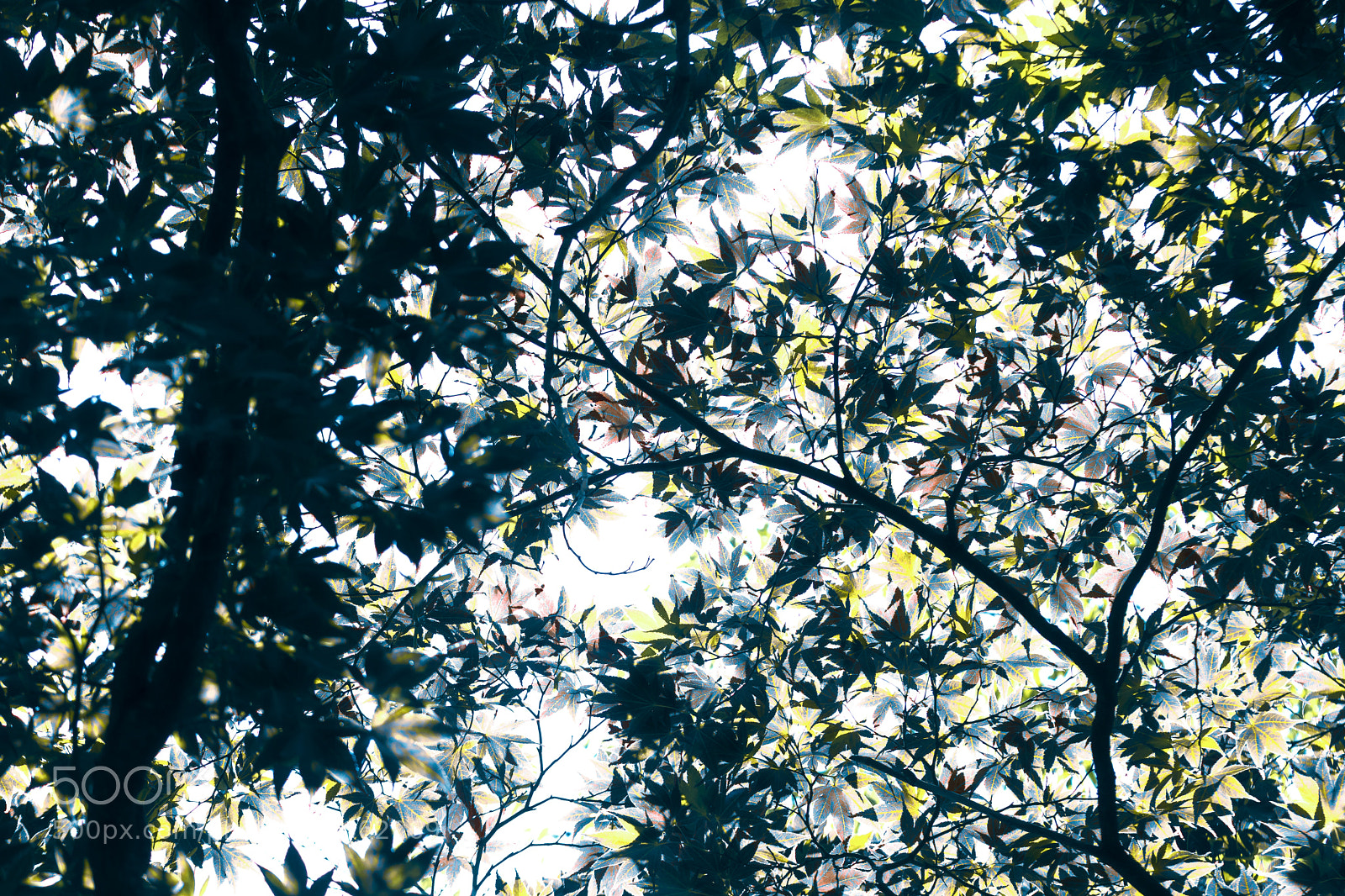 Canon EOS 80D sample photo. Leafes love light photography