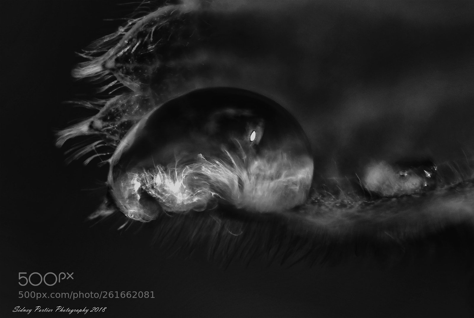 Nikon D600 sample photo. Water drop photography