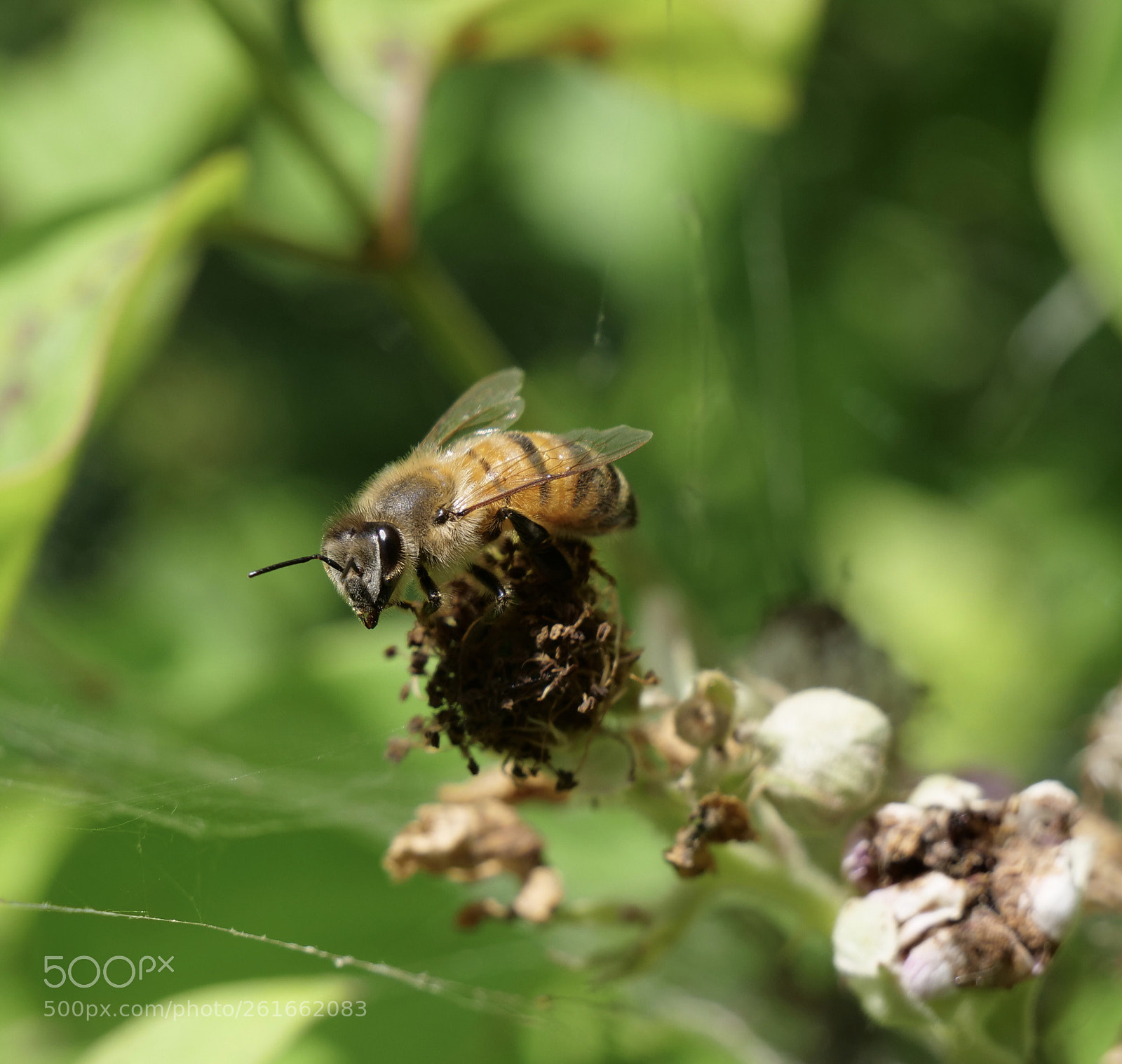 Panasonic Lumix DC-GH5 sample photo. Beautiful bee photography