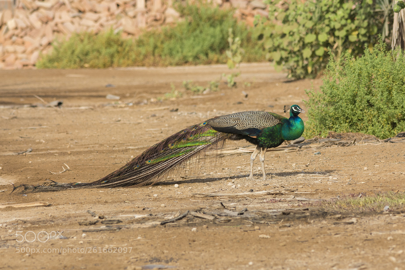 Nikon D7100 sample photo. Peacock photography