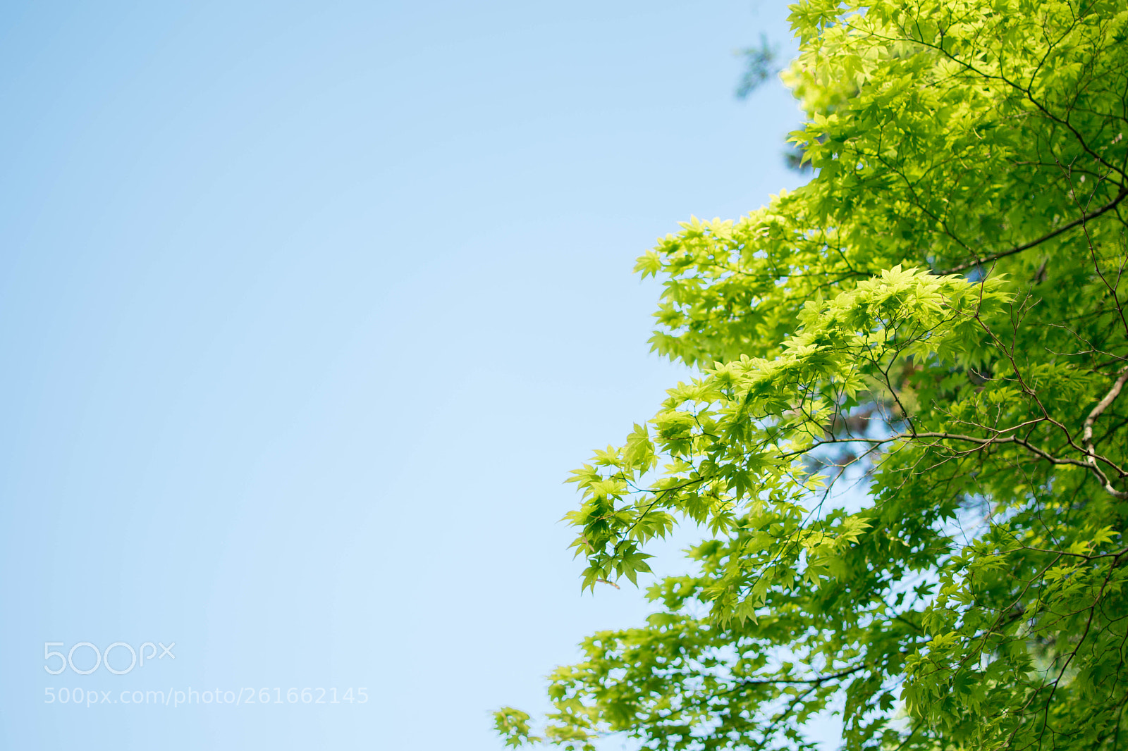 Nikon D5500 sample photo. Blue maple and blue photography