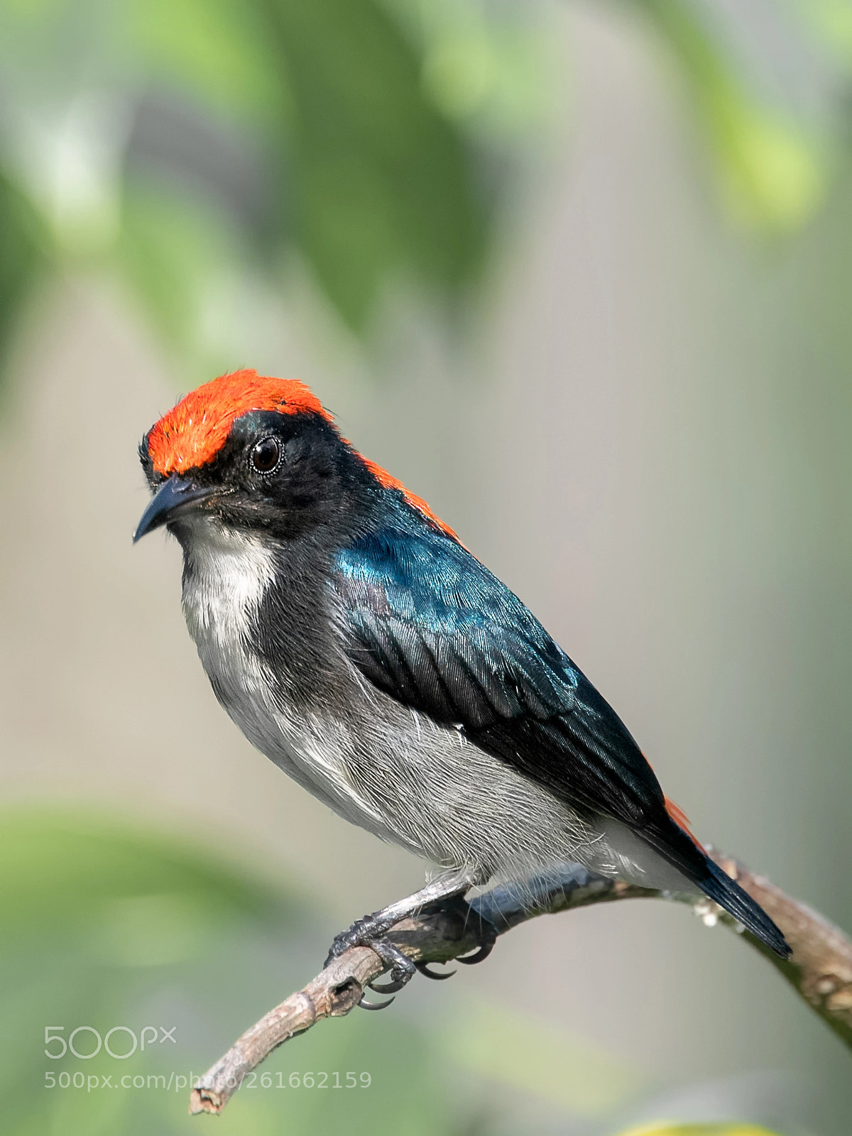 Nikon D850 sample photo. Scarlet-backed flowerpecker @ telok blangah photography