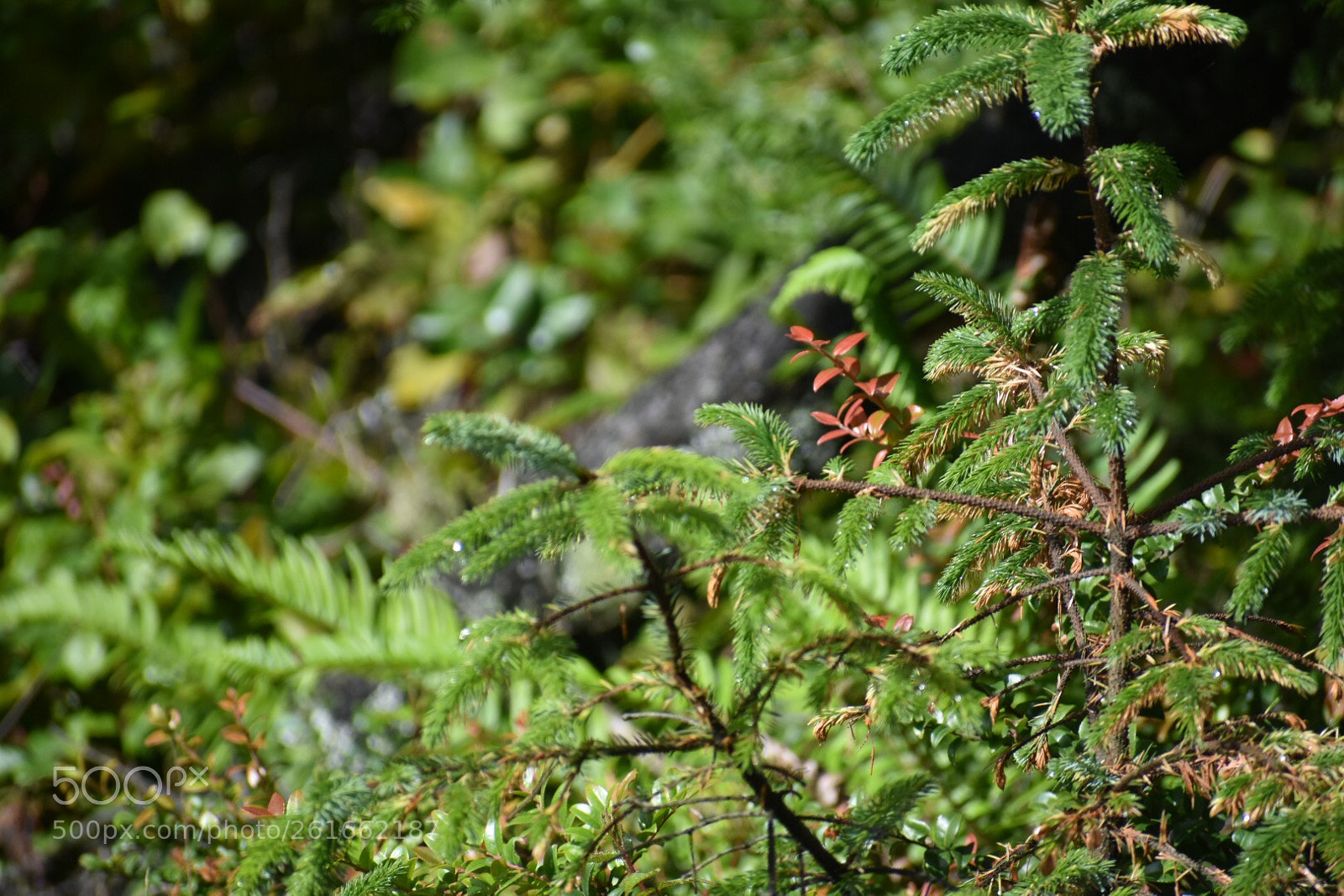 Nikon D3400 sample photo. Untitled photography
