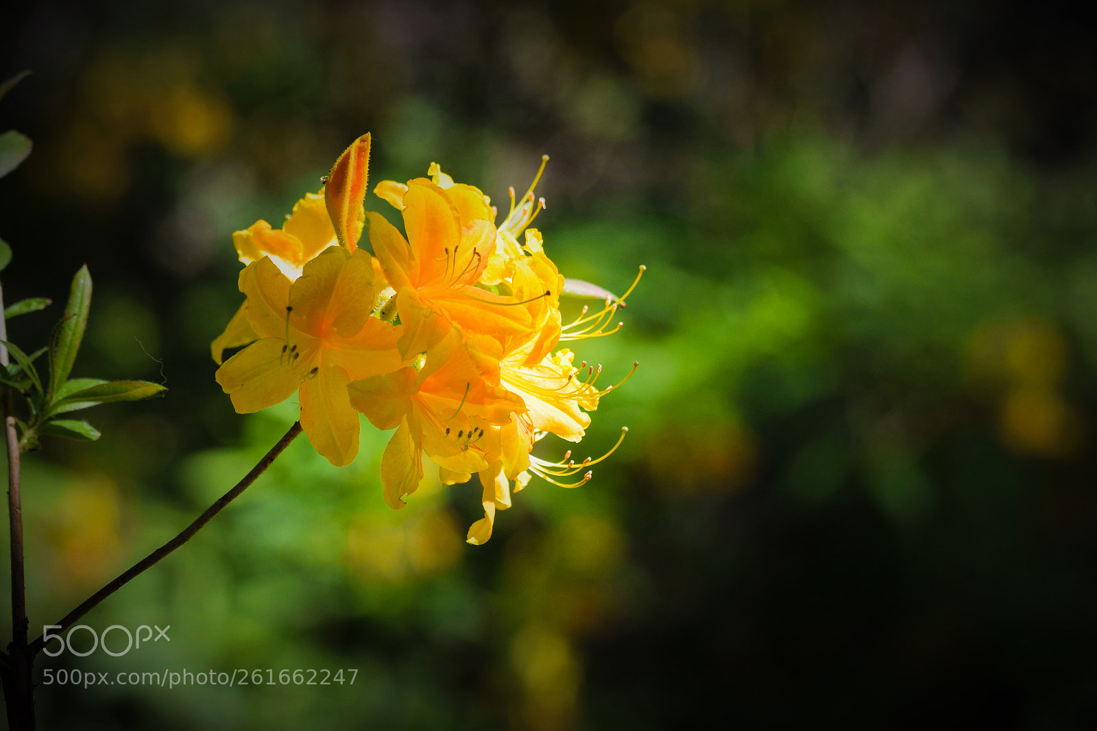 Nikon D5300 sample photo. Untitled photography