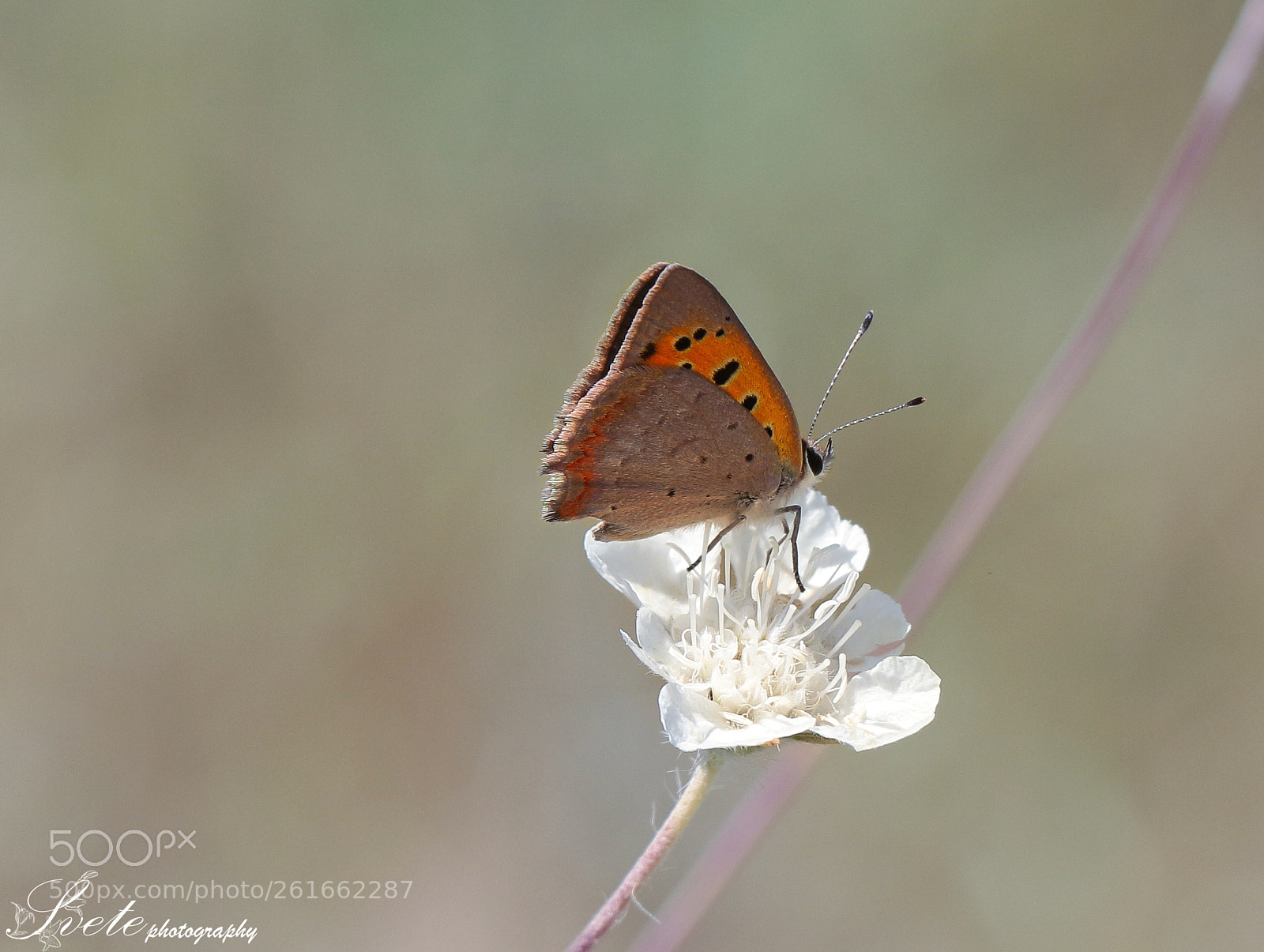 Canon EOS 700D (EOS Rebel T5i / EOS Kiss X7i) sample photo. Small copper photography