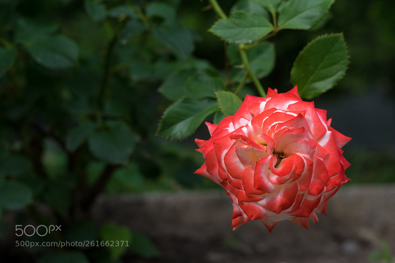 Sony a7 II sample photo. Dsc photography