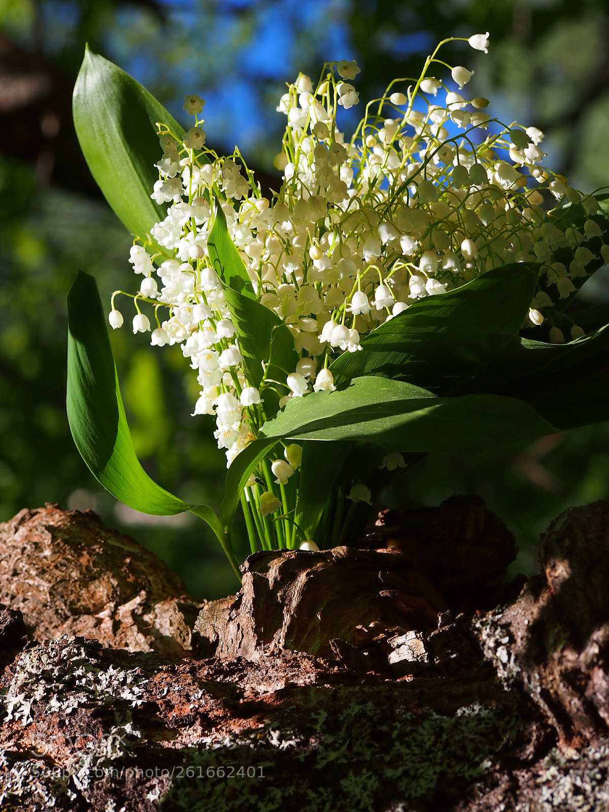 Olympus PEN E-PM1 sample photo. Our lady's tears. photography