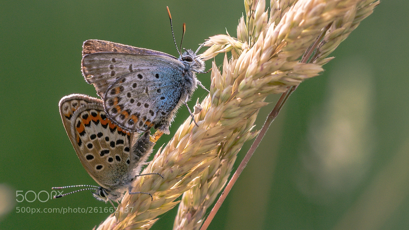 Nikon D7200 sample photo. Love is in the photography