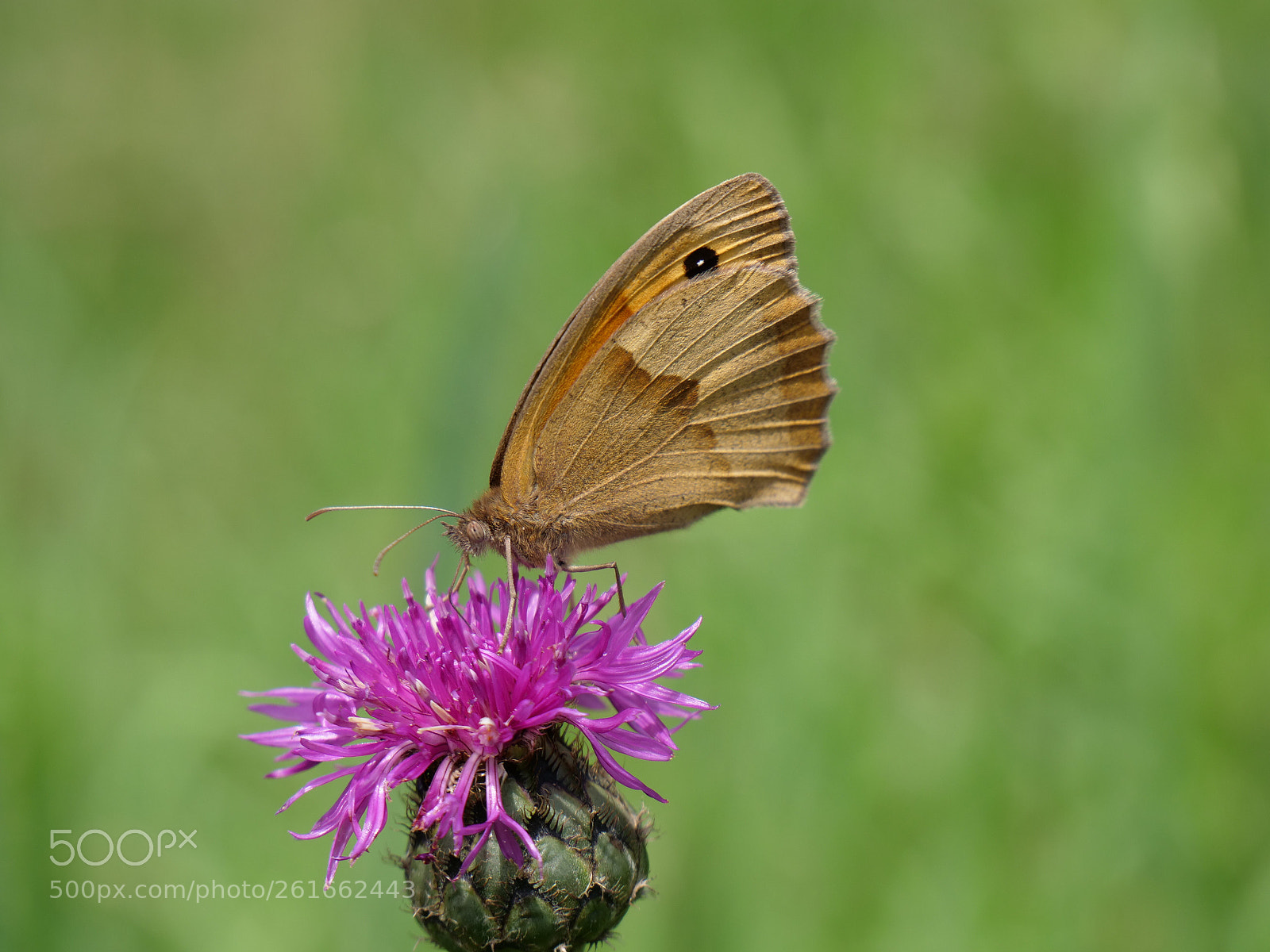 Panasonic Lumix DC-GH5 sample photo. Butterfly  photography