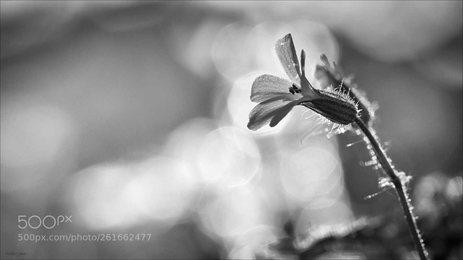Canon EOS 70D sample photo. Illusion photography