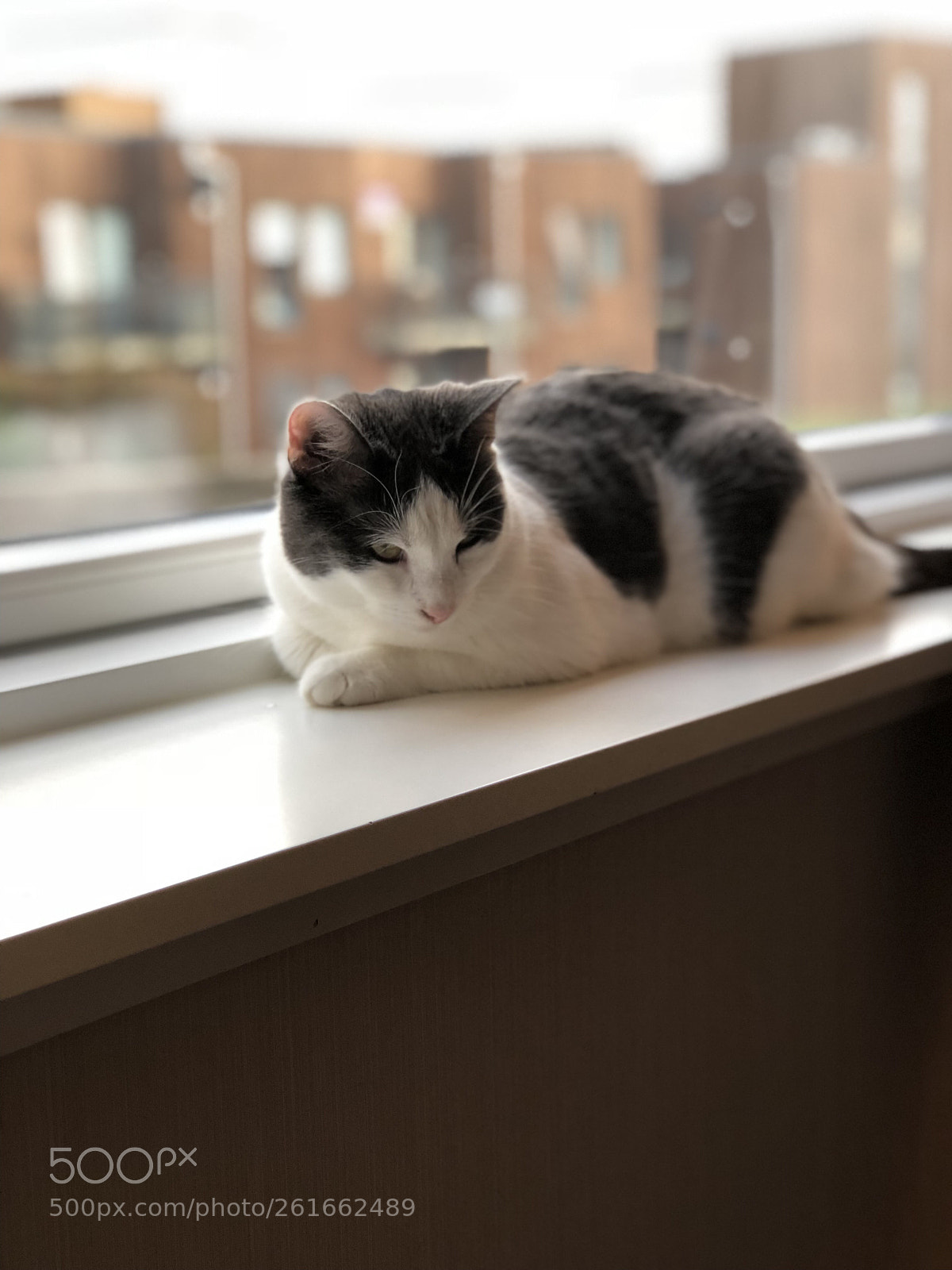 Apple iPhone 8 Plus sample photo. Catnap photography
