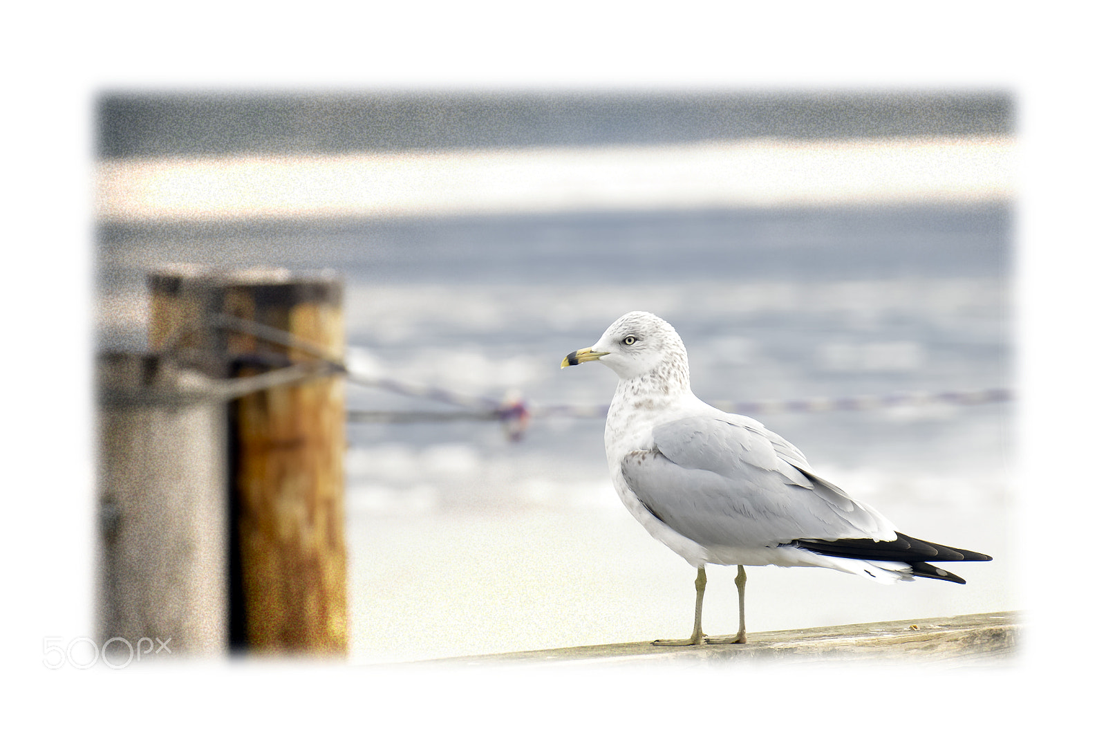 Nikon D800 sample photo. Newburgh seagulls photography