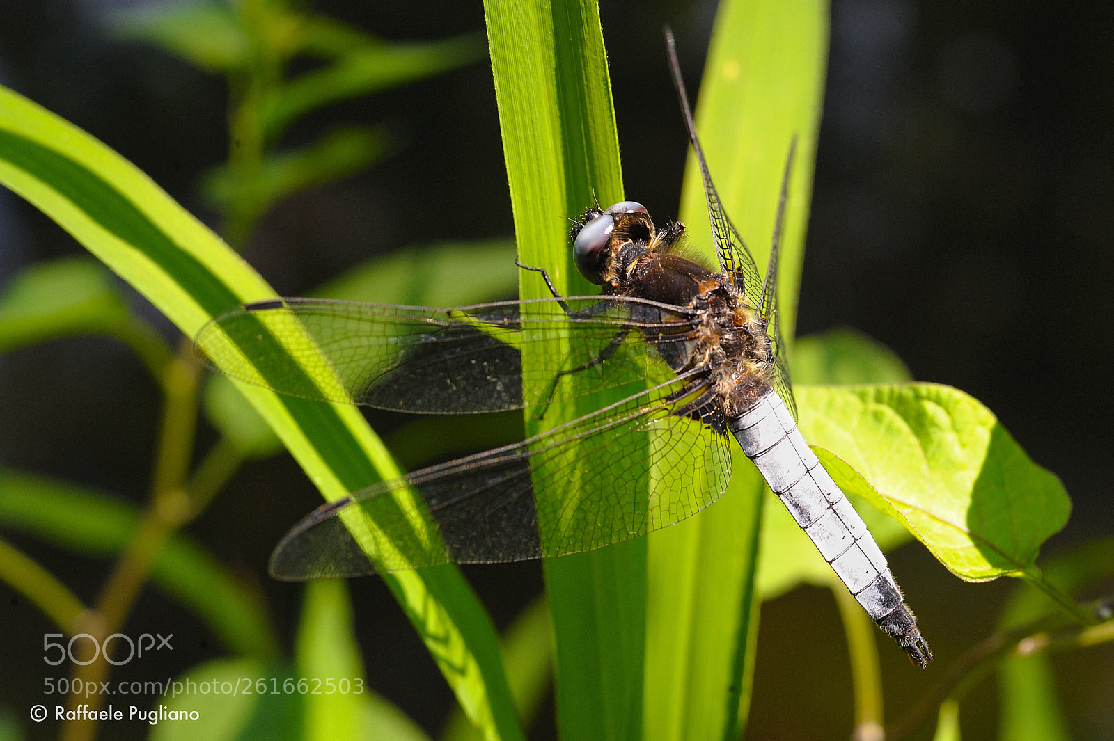 Nikon D3 sample photo. Dragonfly  photography
