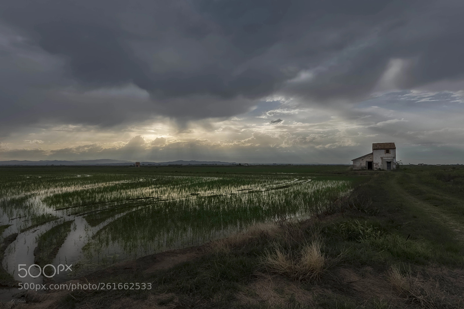 Nikon D7100 sample photo. Albufera natural park photography