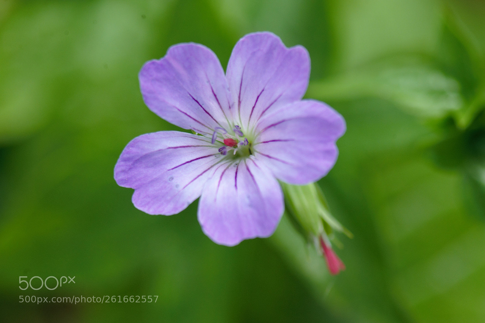 Nikon D700 sample photo. A blue flower in photography