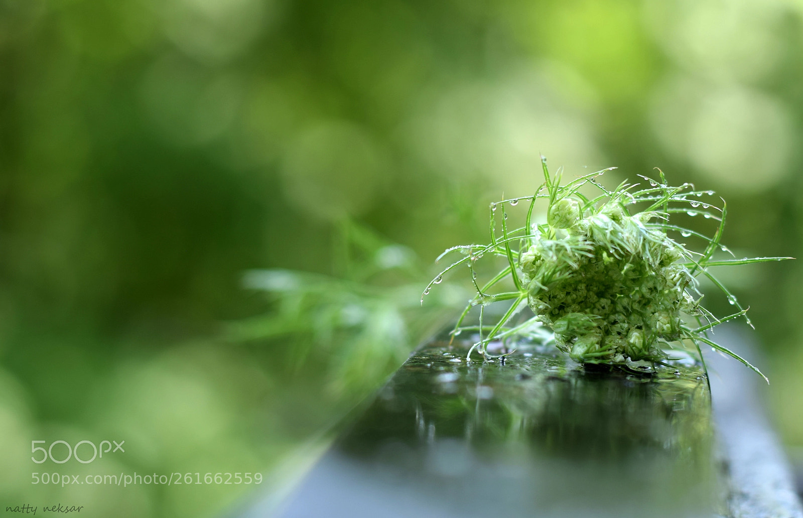 Nikon D5300 sample photo. #springtime...18 photography