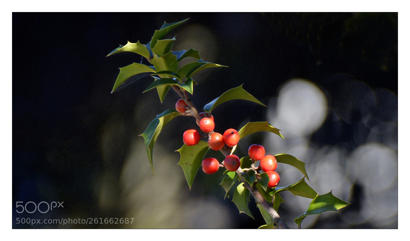 Nikon D800 sample photo. Berries photography