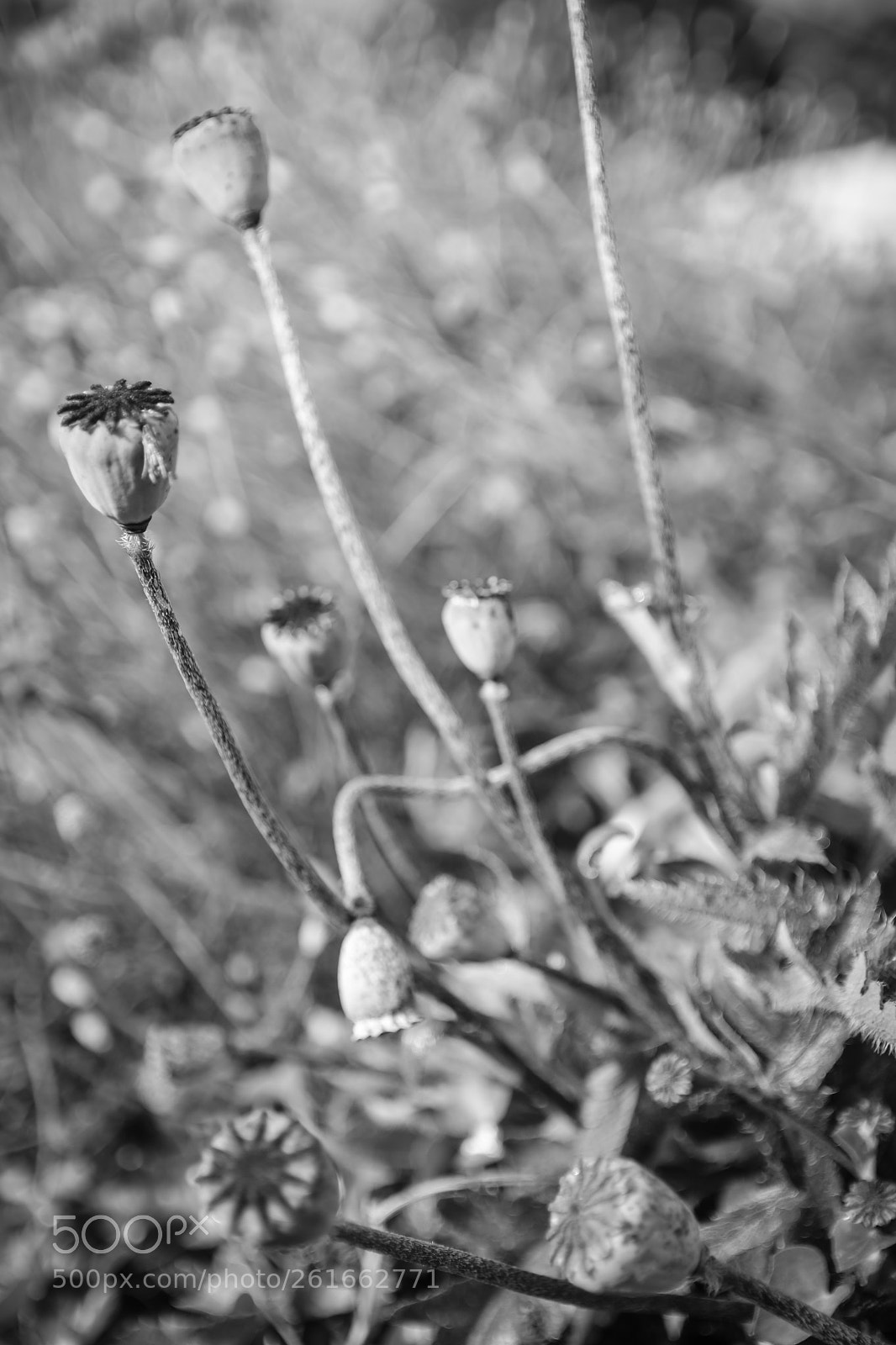 Nikon D5300 sample photo. End of season photography