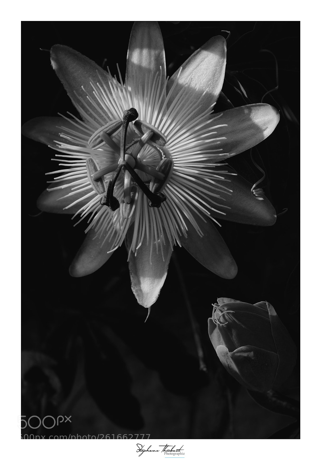 Fujifilm X-T2 sample photo. Passiflore photography