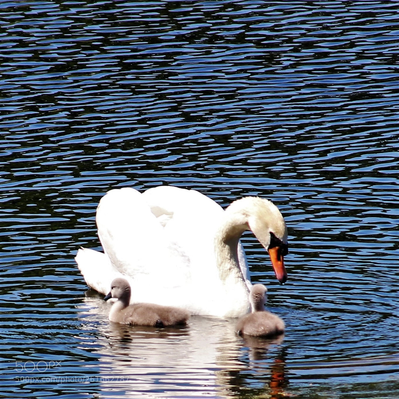 Canon EOS 100D (EOS Rebel SL1 / EOS Kiss X7) sample photo. Ugly ducklings under care photography
